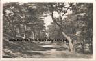 Ansichtskarte: Zinnowitz - Waldpromenade - Ostseebad - 1948 - Insel Usedom - Landkreis Vorpommern-Greifswald  ...